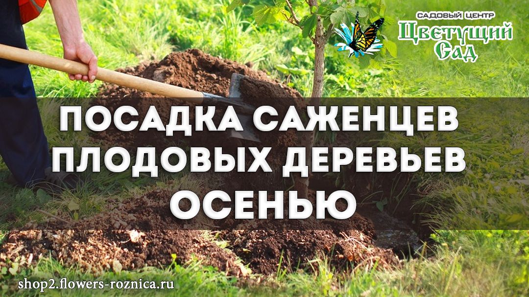 Осеннее волшебство: как правильно сажать плодовые деревья