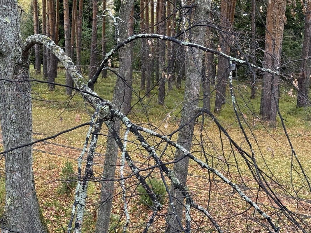 Уход за садом осенью: что нужно знать об обработке плодовых деревьев