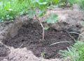 Осенняя посадка винограда: секреты успешного старта для новичков