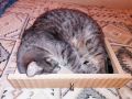 Почему кошки предпочитают коробки: интересные факты об их любимом укрытии