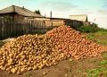 Когда пора убирать картошку: нюансы, о которых важно знать