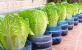 Как выращивать вкусную пекинскую капусту на подоконнике круглый год