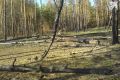 Площадь погибших лесов в Рязанской области выросла на 409 га за полгода