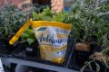 Ошибка в подкормке рассады: 5 частых промахов, которые стоит избежать