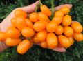 Грушевый апельсин: мелкоплодный томат с ярким вкусом и особой формой