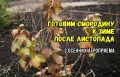 Как защитить черную смородину от морозов: советы агронома