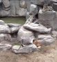 Лабрадор и золотистый ретривер выкормили тигрят, которые потеряли свою маму