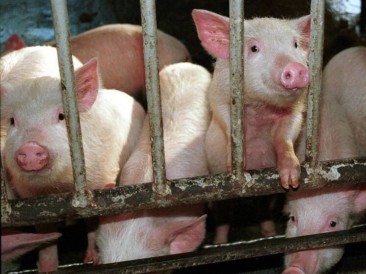 Поросят предлагают кормить полезными грибными деликатесами
