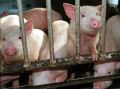 Поросят предлагают кормить полезными грибными деликатесами