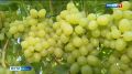 Янтарная ягода в Рязани: как дачник укротил южную культуру