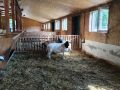 Барашки из ООО «Пять с плюсом» (деревня Бортники, Рыбновский округ) прошли карантинные мероприятия и были допущены к участию в фестивале «Спожинки»