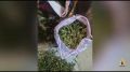 В Новомичуринске полицейские обнаружили в двух гаражах 6 кг марихуаны и галлюциногенные грибы
