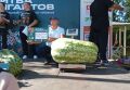 Арбуз весом больше 110 килограммов вырастил житель Шилово