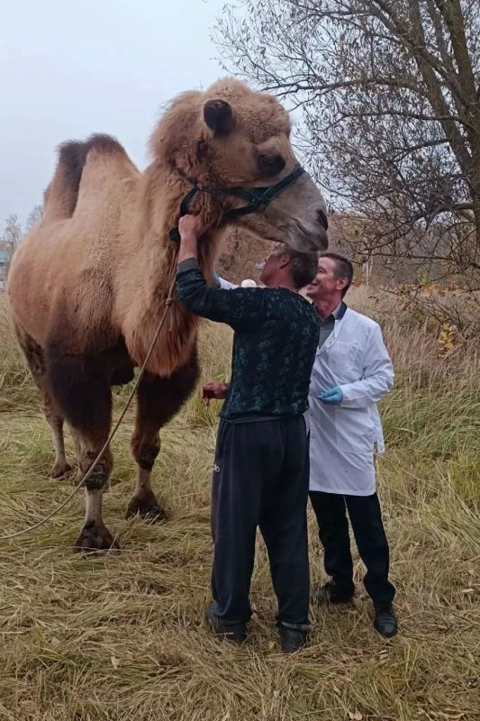 В село Екшур Клепиковского округа приехал цирк шапито