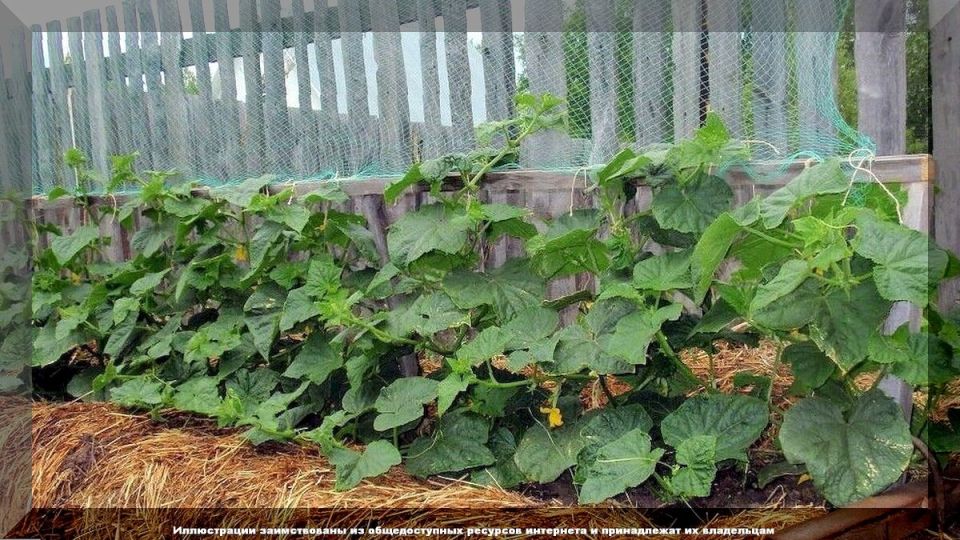 Как избежать проблем с огурцами: советы для успешного роста