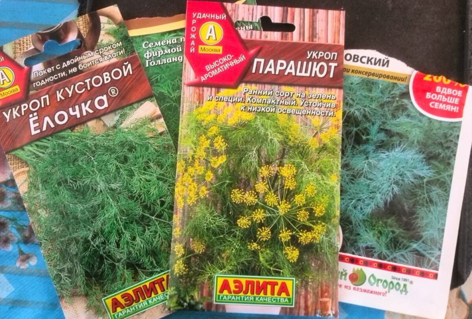 Как успешно вырастить укроп дома зимой: пошаговое руководство