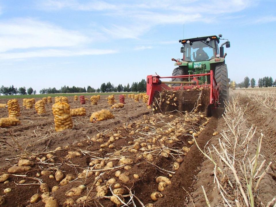 Как вырастить картофель под нагрузкой: секреты успешного урожая