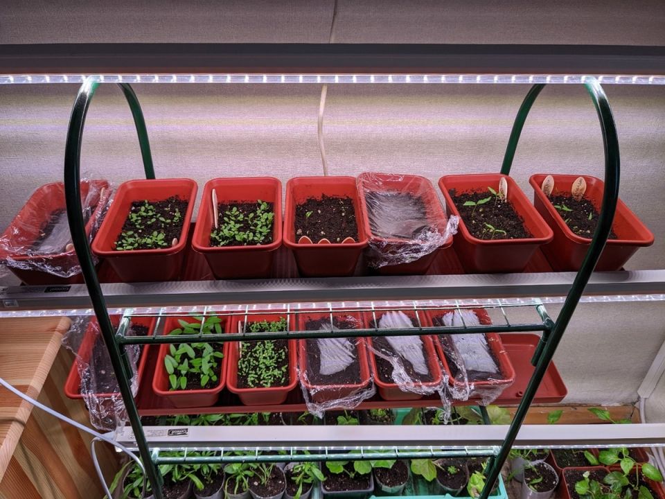 Почему простые цветы могут вызывать раздражение у некоторых: взгляд сада на зимние будни