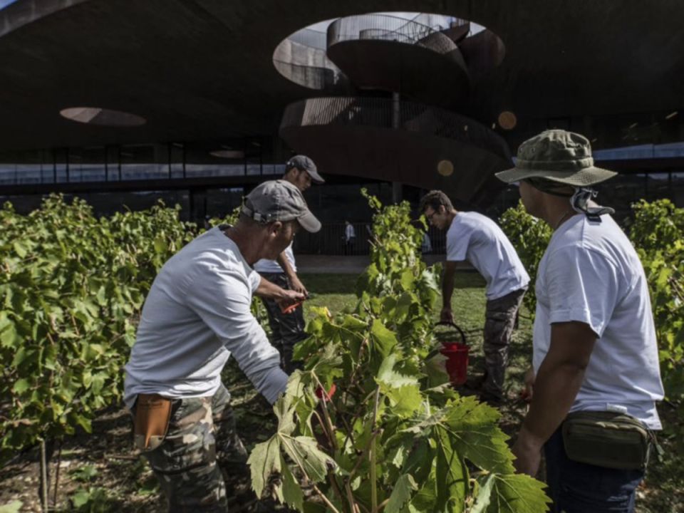 Виноградная жатва 2025: как собирают урожай по всему миру
