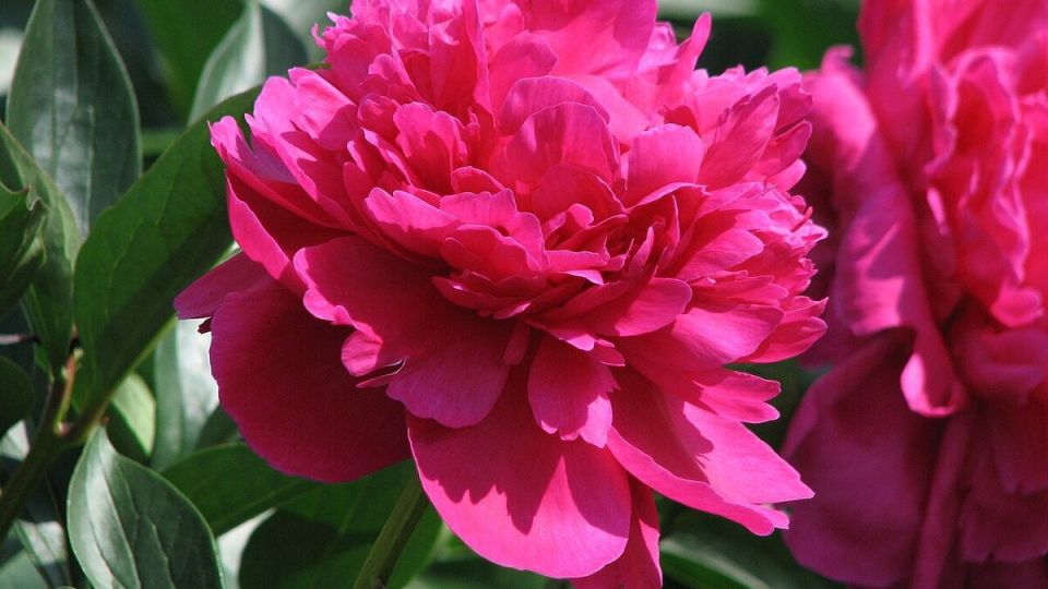 Как сохранить здоровье пионов: советы по борьбе с распространёнными заболеваниями