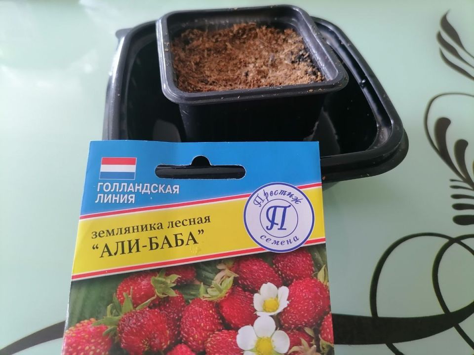 Выращивание земляники на подоконнике: секреты и советы