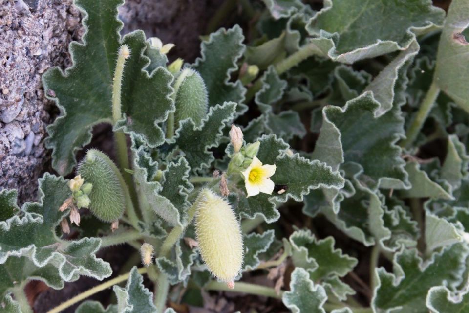 Семена-герои: удивительные способы их распространения в мире растений