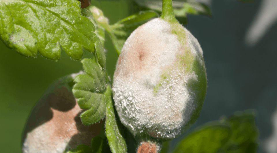 Как справиться с мучнистой росой на крыжовнике: пошаговое руководство без химии