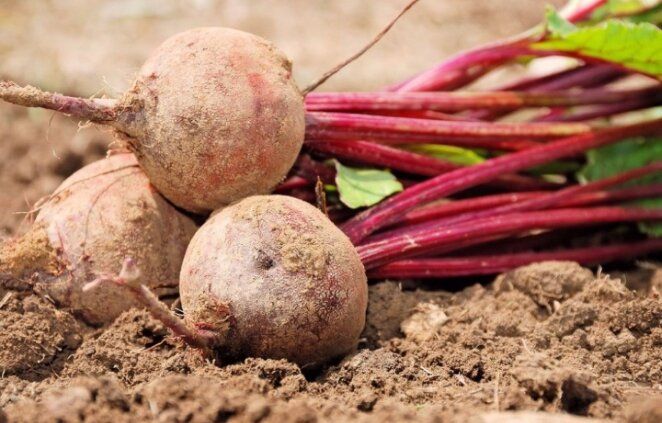 Три традиционные подкормки свеклы в августе: почему от них лучше отказаться