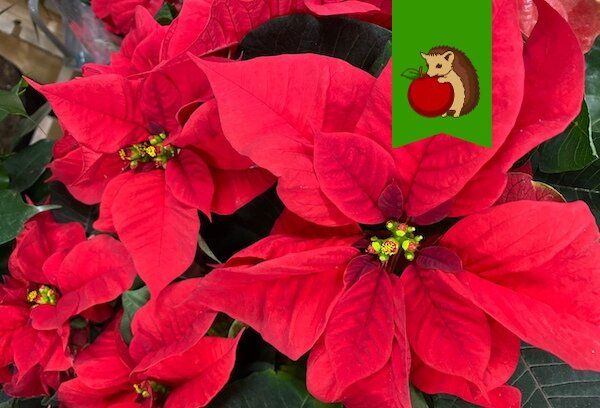 Как сделать пуансеттию настоящей звездой вашего подоконника