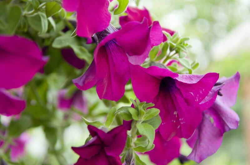 Как оживить петунии: советы по реанимации после неблагоприятных условий