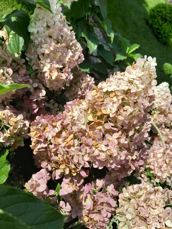 Почему цветы теряют свою красоту?