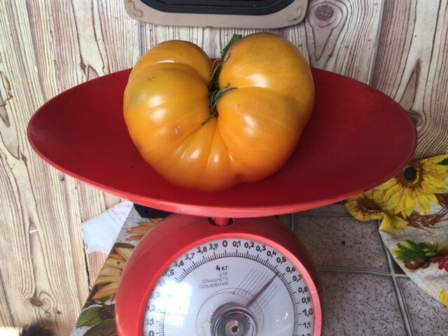 Томаты нового поколения: сорт 'Нейфан' впечатляет дачников