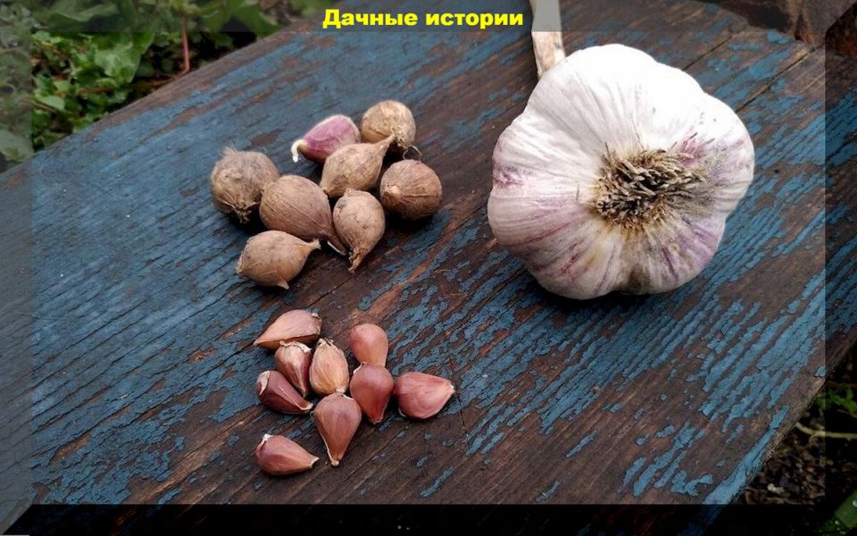 Чеснок из воздушных бульбочек: секреты успешной посадки