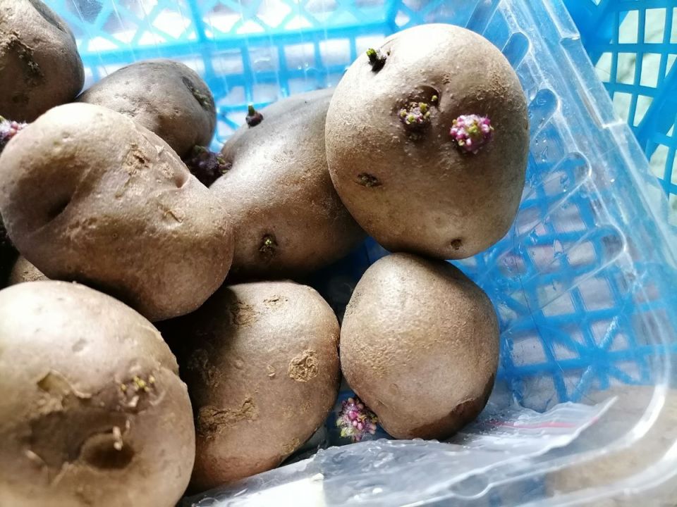 Секреты успешной посадки картофеля: когда и какие сорта выбрать