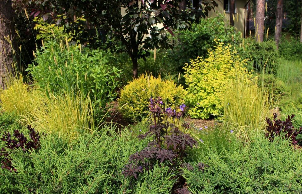 Золотой микс: как черные и золотистые растения меняют облик сада