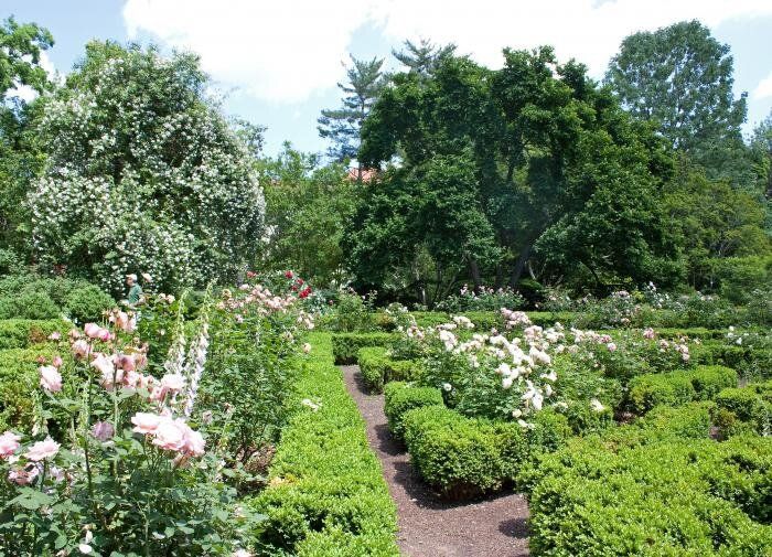 Сосновые шишки: природный ресурс для вашего сада
