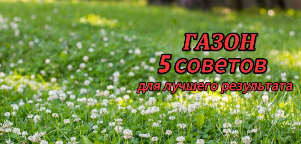 Как создать идеальный газон: советы для вашего сада