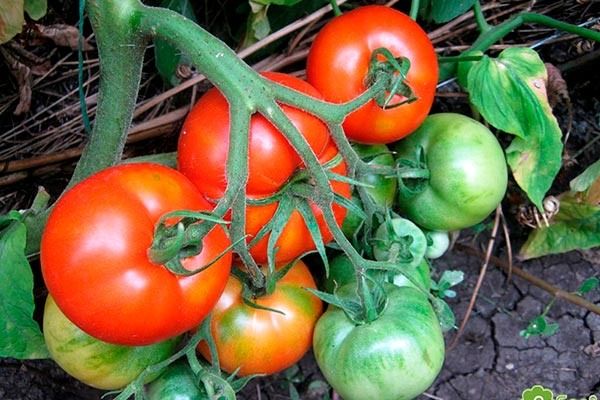 ������� ��������� ����������� ������� ����� �����