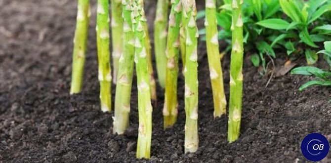 Как вырастить спаржу: секреты успешного огорода