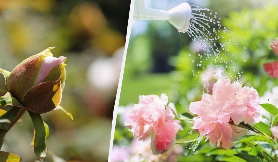 ������ ����� �� ������: 5 ������ � ����������� �������