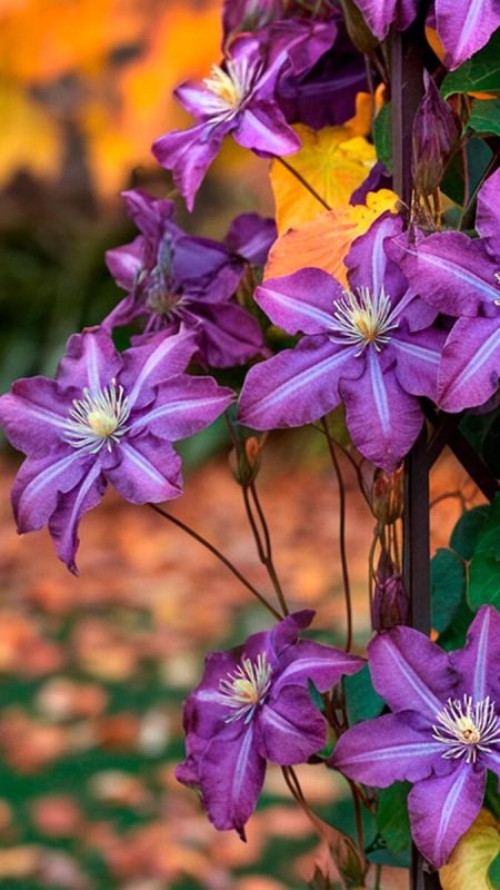 ��� ��������� ������ ��������� �� ����: ������ �� ���������