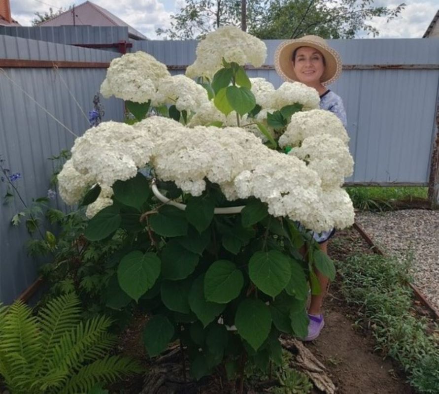 ���������� ����������� ���������: ���� ����������� �� ������