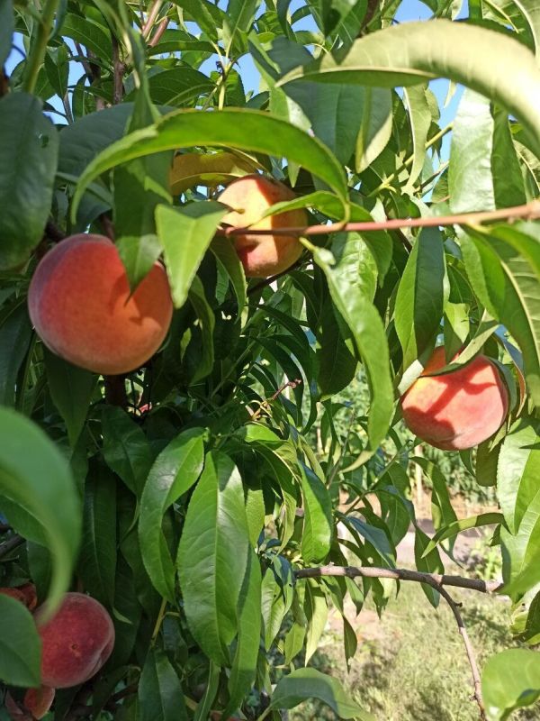 ��� ������� ��������� ������� ��� ������ ����: ������ ������