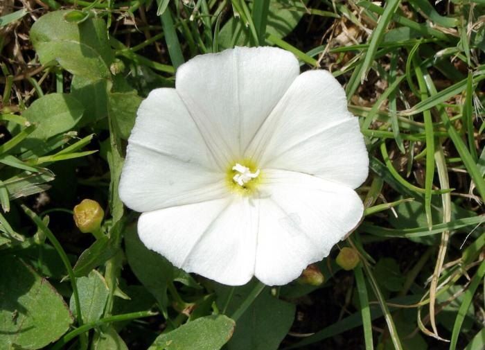 ��� �������� ���������� �� ������������ ������ �� ������ �������