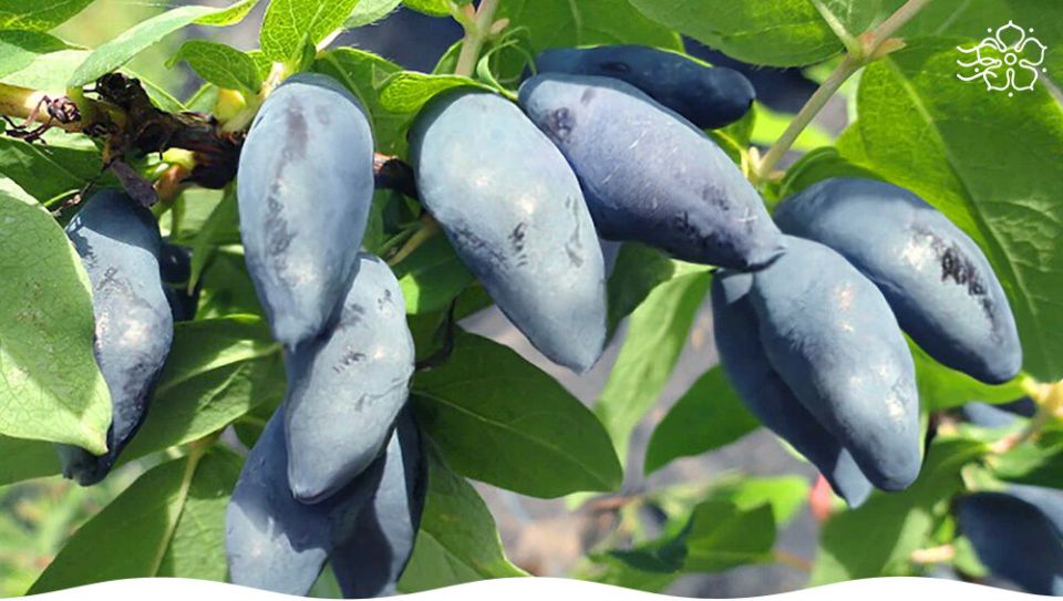 ��������� ��� ������: ��������� ����� ��� ������� ���������