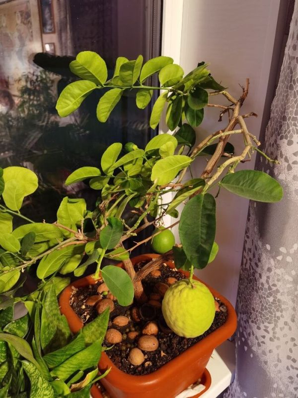 ���������� ����-�����: �� ������� �� ���������� ������