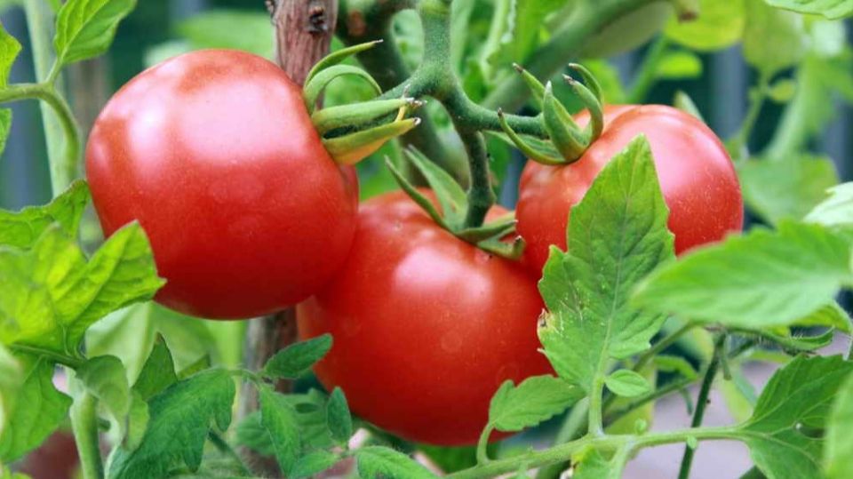 ������ �������������: ��� �� ��������� �� ������ ��������������� �������� �������