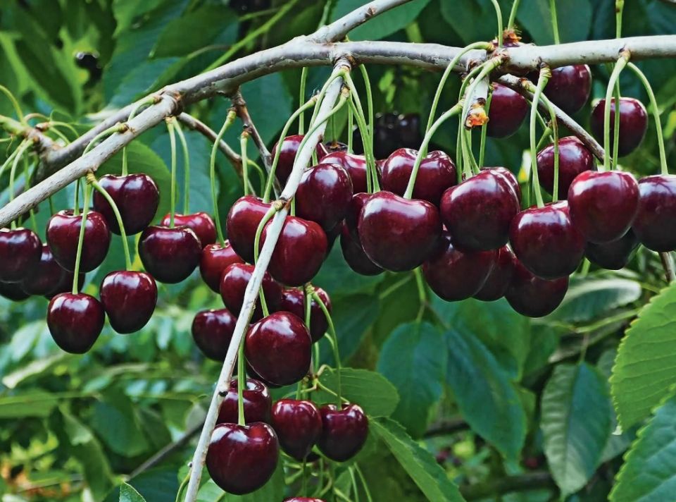 ������ ���� ����� �� ����������: ���� ������� ������ � ���� �������