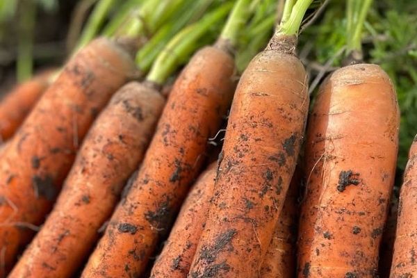 ����� ������ ������� �������: ������� ����� � �����