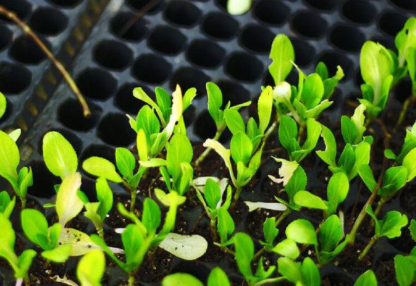 ������� ������� ��� ����: ��� ������������� ������� ������